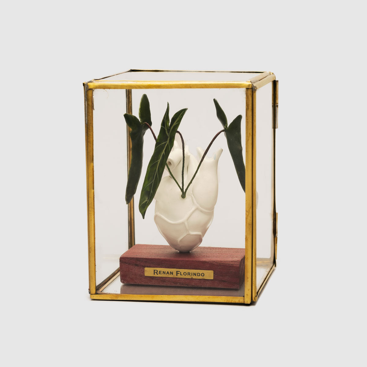 Coração na caixa Philodendron spiritus-sancti