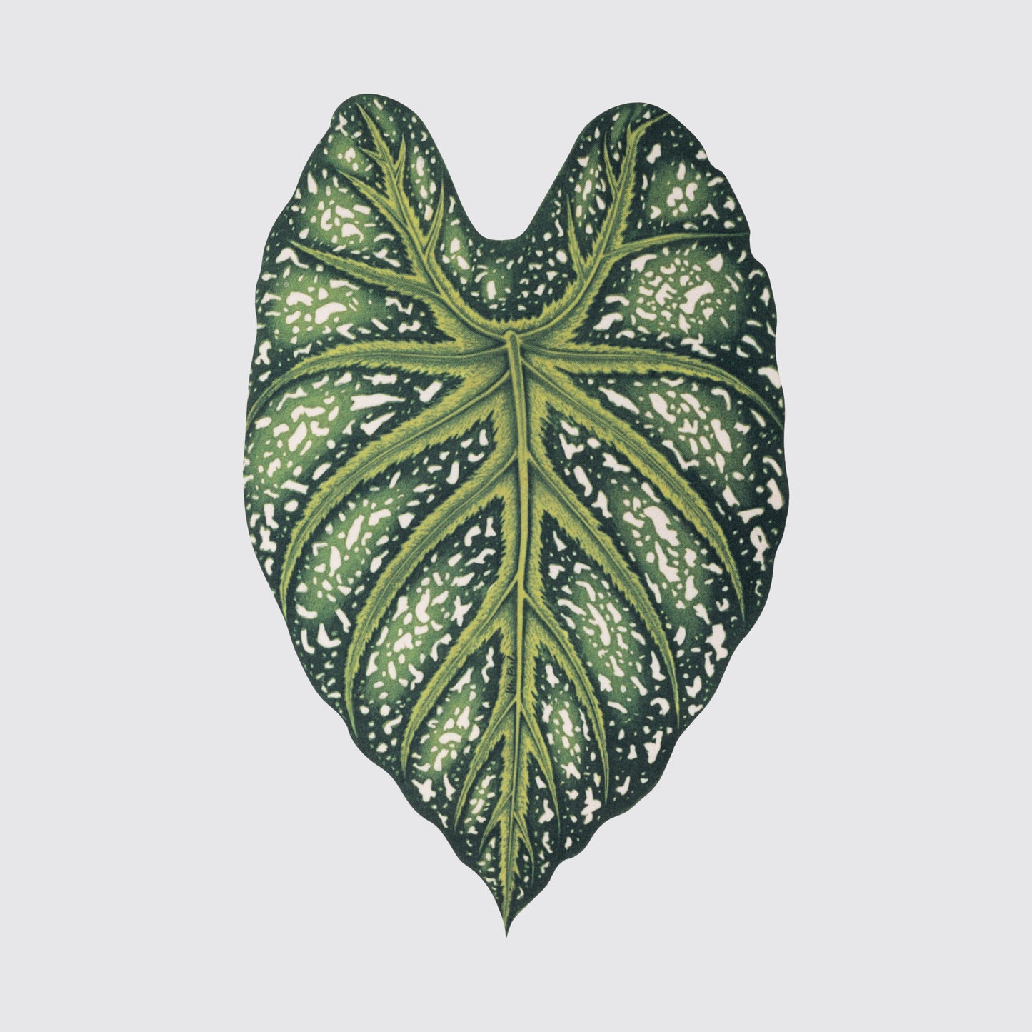 Lugar americano Caladium-verde