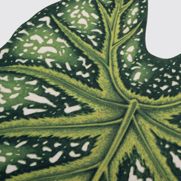 Lugar americano Caladium-verde
