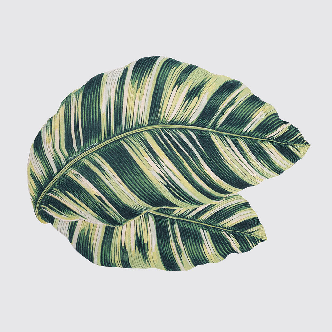 Lugar americano Caladium-branco