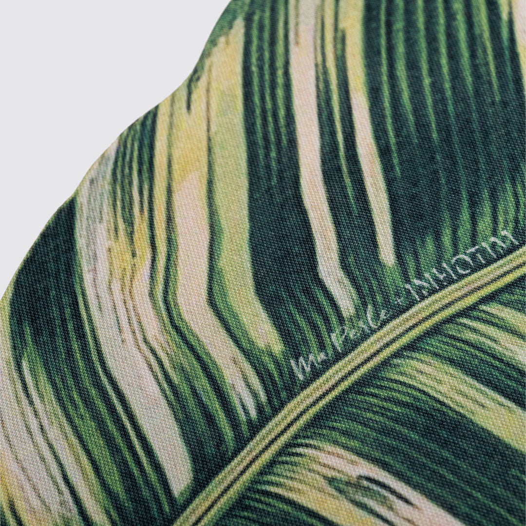 Lugar americano Caladium-branco