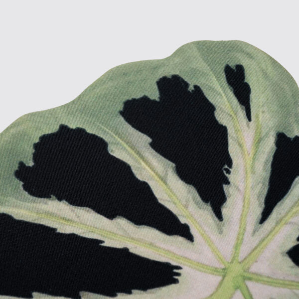 Lugar americano Maranta