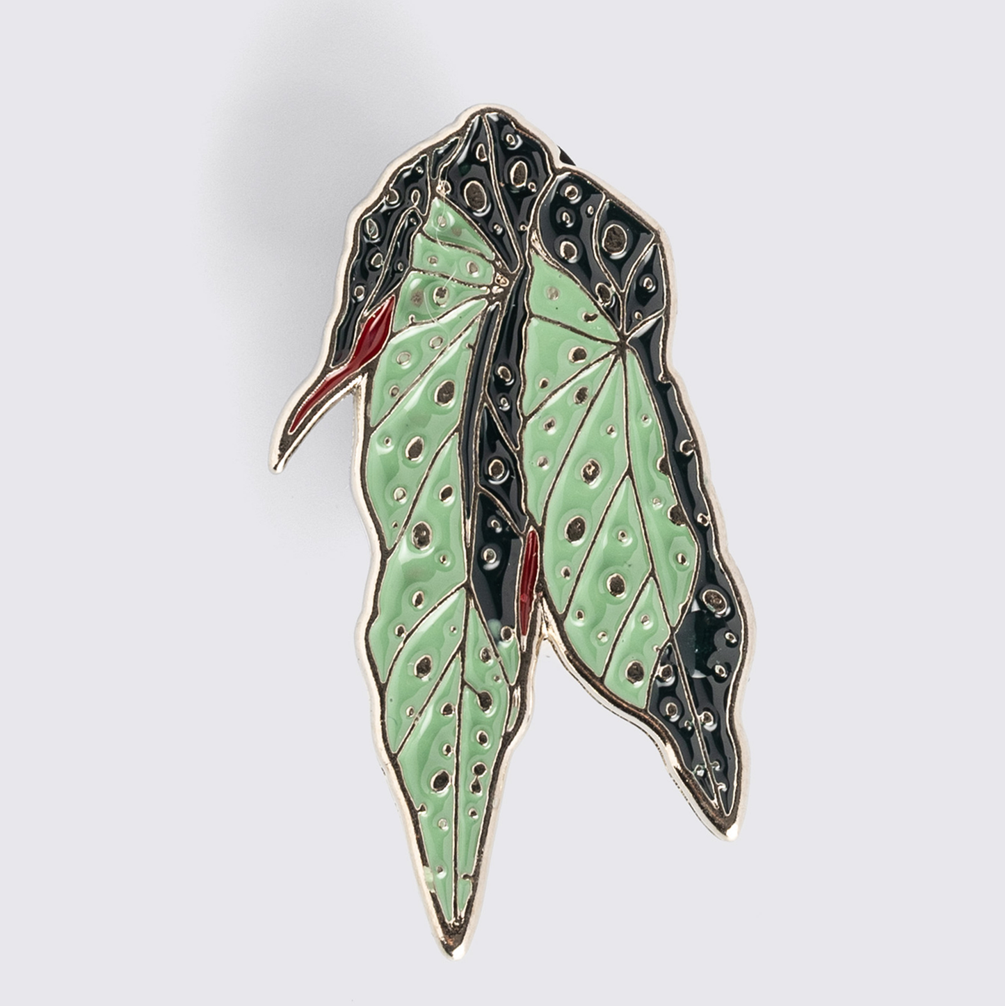 Pin Begônia-pintada