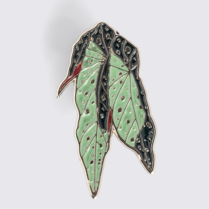 Pin Begônia-pintada