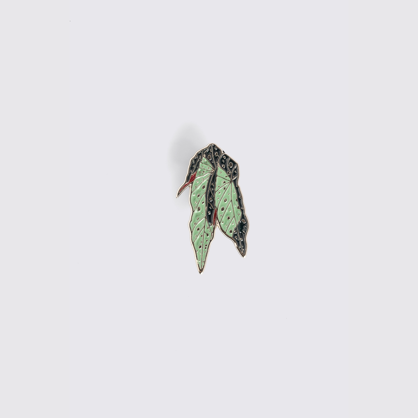 Pin Begônia-pintada