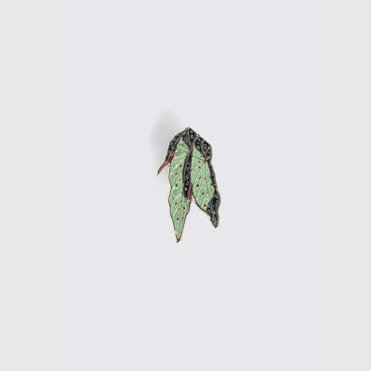 Pin Begônia-pintada