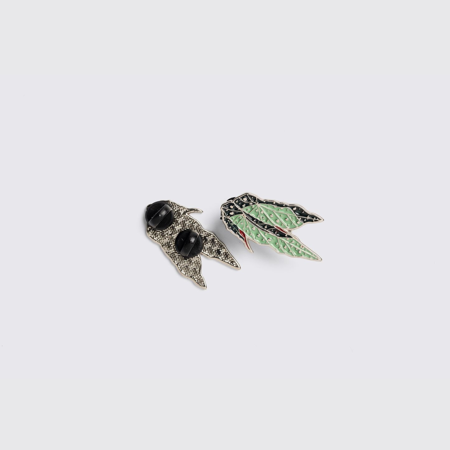 Pin Begônia-pintada