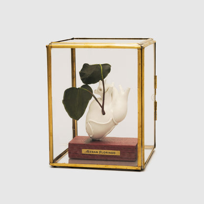 Coração na caixa Anthurium-magnificum