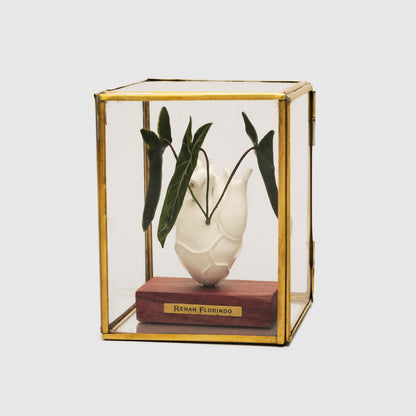 Coração na caixa Philodendron spiritus-sancti