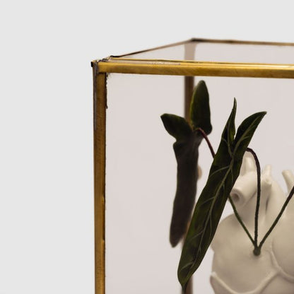 Coração na caixa Philodendron spiritus-sancti